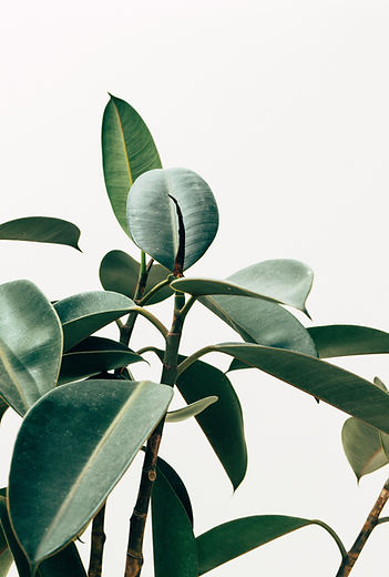 scott-webb-249006-unsplash copy.jpg